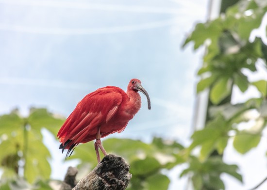 Trinidad
